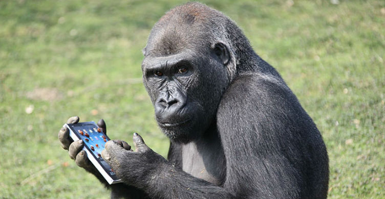 gorilla using iphone