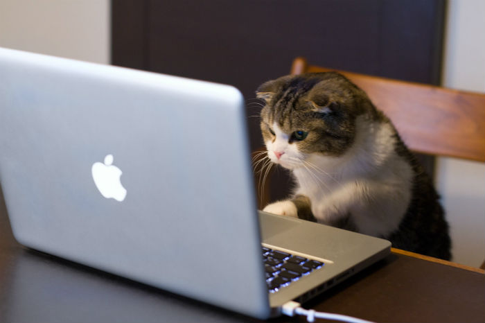 Image result for cat using an apple computer