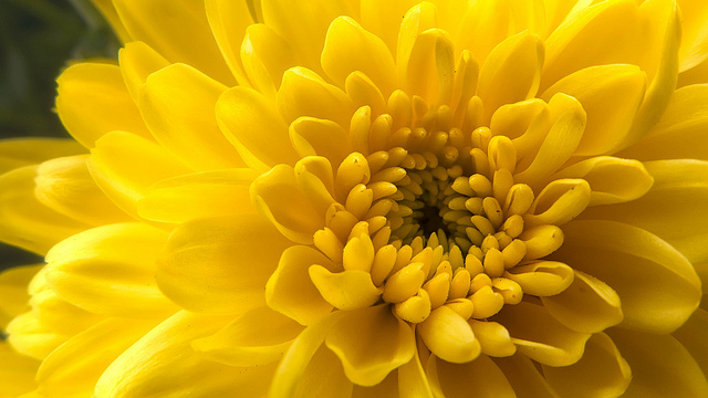 Close-up of chrysanthemum flower