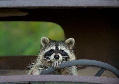 Preventing Raccoons In Car